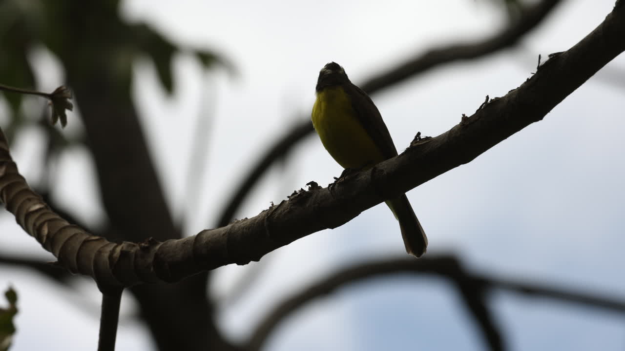pájaro gris y amarillo sentado en una rama de un árbol en minca, colombia