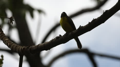 grey and yellow bird sitting on a branch in a tree in minca, colombia
