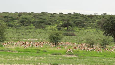 scenic wide shot of a big herd of springbok moving through the green landscape of the kgalagadi transfrontier park in slow motion