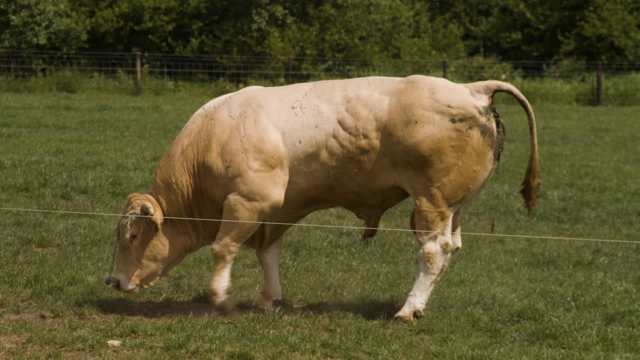 Toro che cammina e defeca in un campo verde.