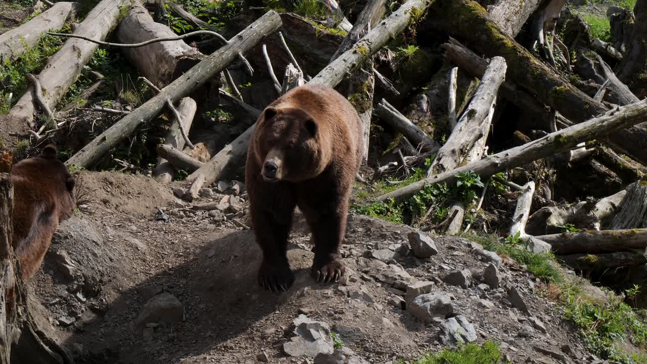 Ruskeakarhu kävelee hitaasti, Sitka, Alaska.