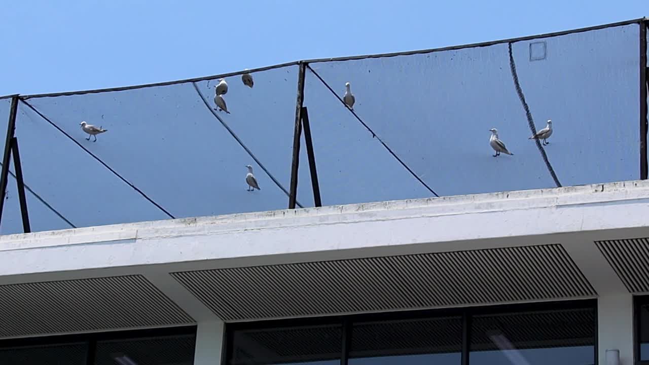 palomas y gaviotas en edificios con redes de protección