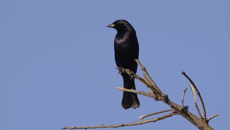 A-solo-wild-shiny-cowbird