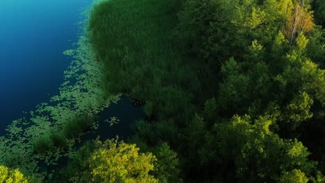 aerial view of a camera moving above the lakeshore