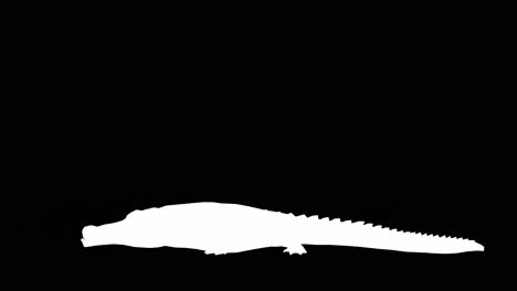 a crocodile attack on black background with alpha channel included at the end of the video, 3d animation, side view, animated animals, seamless loop animation