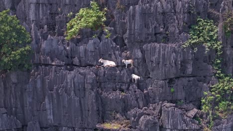 esta grabación de avión no tripulado captura a un trío de cabras de pie en los escarpados acantilados de piedra caliza de tam coc, ninh binh