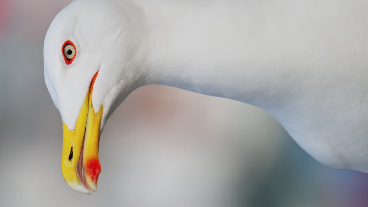 Close up of a seagull on a blurred background. Vertical