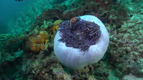 peces de anémona mofeta rosa en anémona de mar púrpura cerrada en arrecife de coral tropical