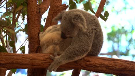 Male-koala,-phascolarctos-cinereus-licking-its-fluffy-grey-fur,-grooming-and-scent-marking-its-chest-during-breeding-season-to-attract-mate-and-marking-territory,-close-up-shot