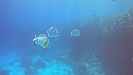 long fin spade fish or bat fish in the coral reef of the red sea of egypt , shot on 4k 100 fps