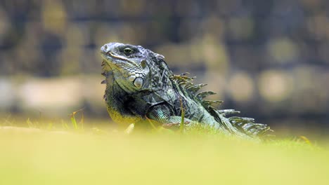 Iguana-lizard-standing-in-grass-field-with-a-rock-formation-behind-it-during-sunny-weather---4K-DCI