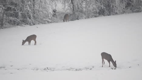 deer searching for food in a wintry pasture, fawn foraging across ice covered grassland