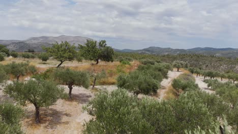 aerial: flying backwards with drone above olive plantation in greece