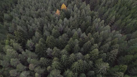 Flying-over-beautiful-late-autumn-forest-with-lone-yellow-tree