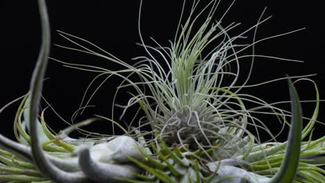 close up green grass in a planter on rotation against dark black background, crisp, clean, slow motion