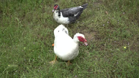 2 geese in nature australian birds wildlife in green grass