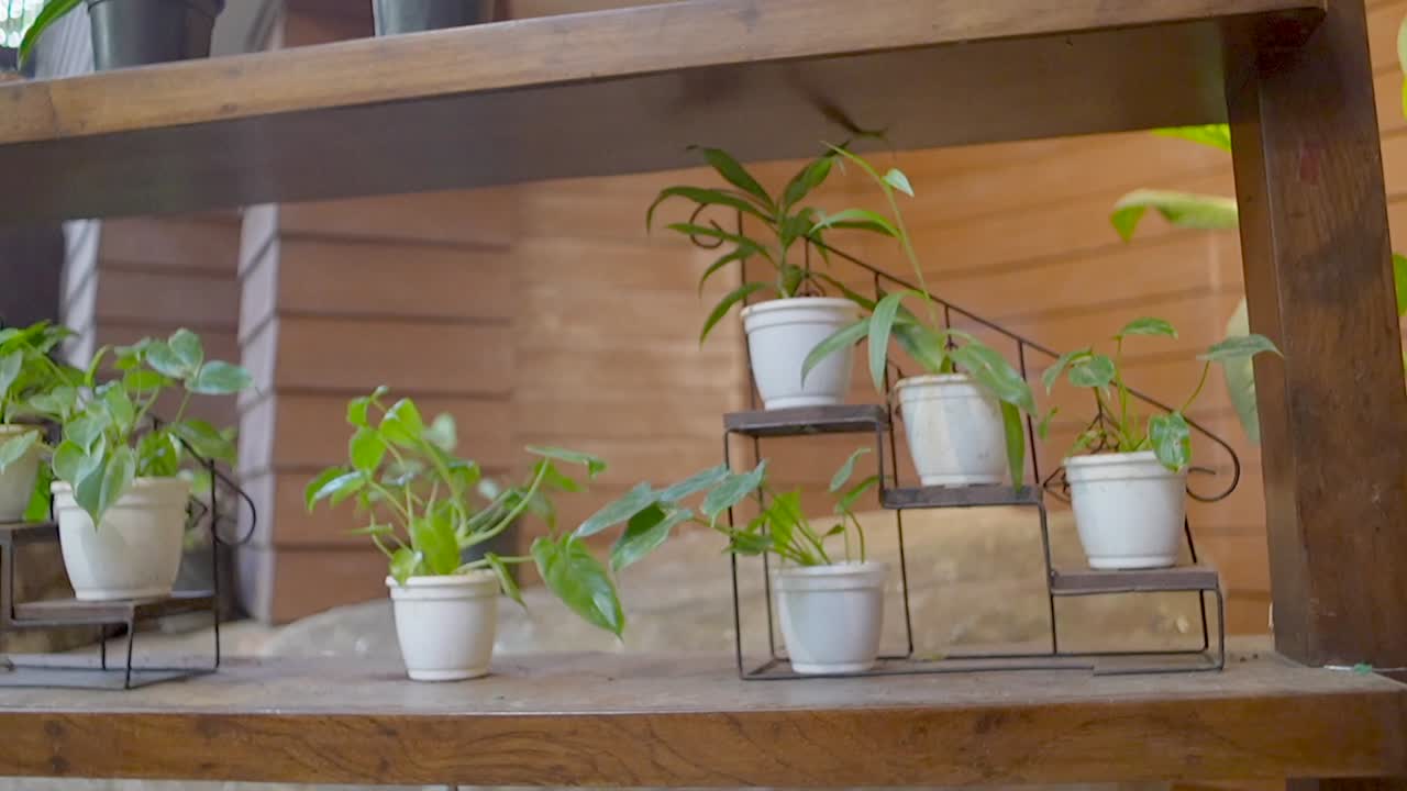 jardinería vertical plan de bambú de pie en tomas de primer plano