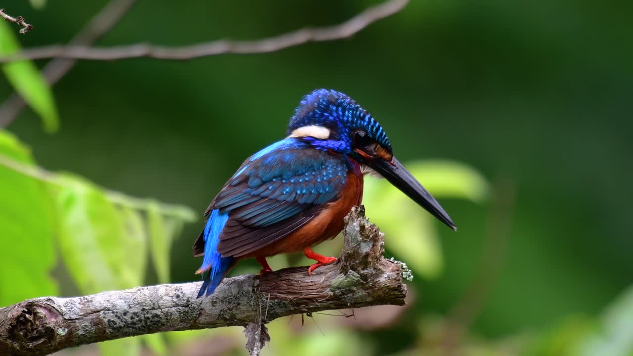 el martín pescador de orejas azules es un pequeño martín pescador que se encuentra en tailandia y es buscado por los fotógrafos de aves debido a sus hermosas orejas azules, ya que es una pequeña, linda y esponjosa bola de plumas azules de un pájaro