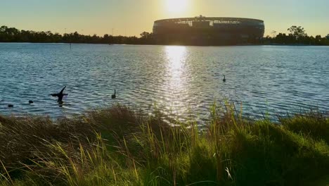 estadio de perth y puente de matagarup al amanecer panorámica a los cisnes negros en el río cisne