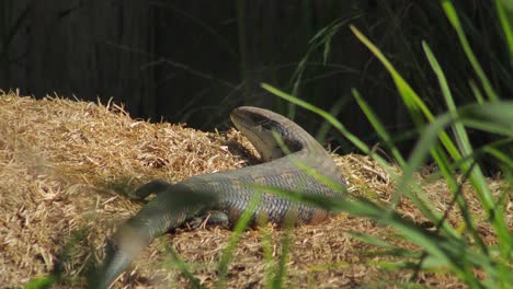 blue tongue lizard blinks resting on hay pile in the sun looking towards camera