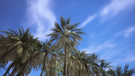 palmeras bajo un cielo azul