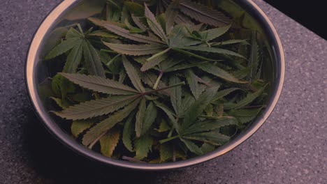 marihuana cannabis hojas de cáñamo recortes en recipiente de acero inoxidable en mostrador gris de defoliación entrenamiento de cultivo para la producción de thc cbd concentrados de comestibles para fumadores médicos para el alivio del dolor de ansiedad