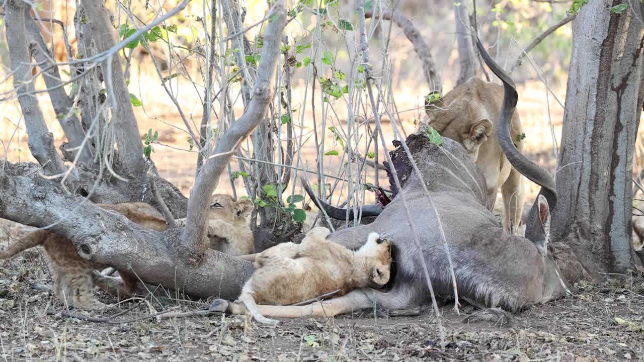 een leeuwin die zich voedt met een kudu-karkas terwijl haar vier welpen ermee spelen in het mashatu-wildreservaat, botswana