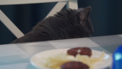 cat sniffs food on the table, plate of spaghetti with meatballs. high quality 4k footage