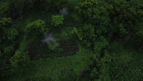 aerial top view green rain forest jungle, bali indonesia