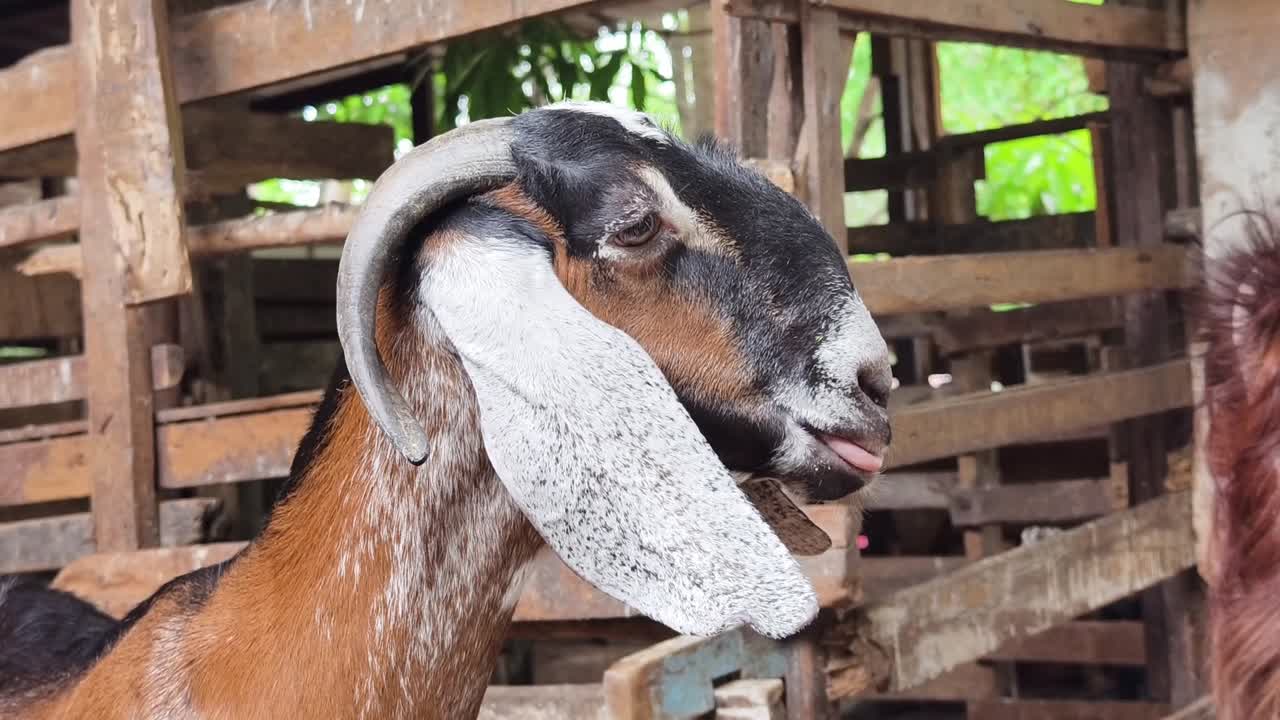 나무로 만든 창고에 있는 염소