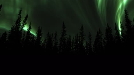 Silhouetted-Forest-Revealed-Glowing-Sky-With-Swirling-Lights-Of-Aurora-Borealis