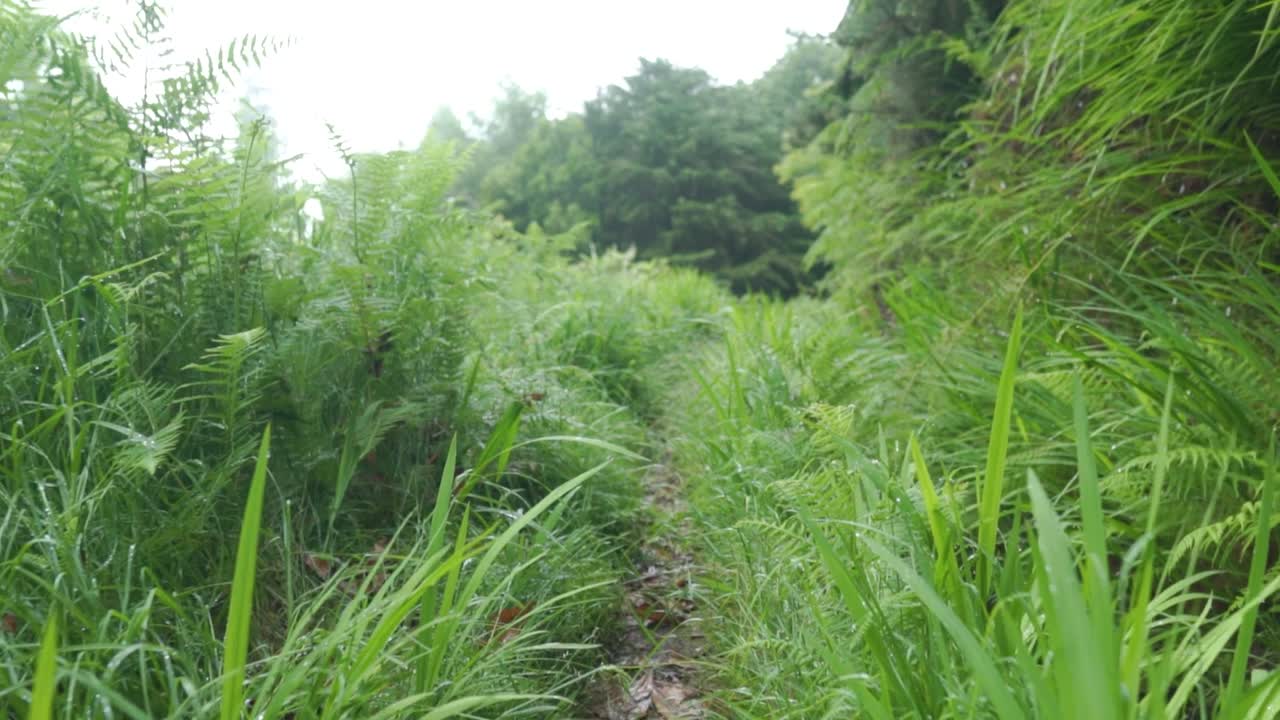 Path Through a Lush, Wet Forest