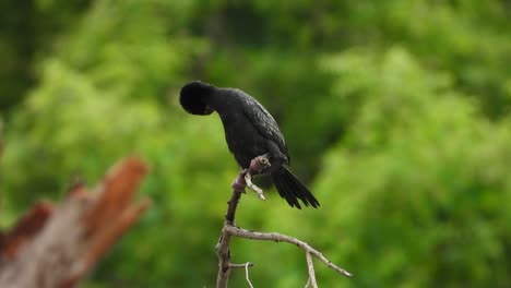 cormorant-Cleaning-father-in-tree-UHD-Mp4-4k-