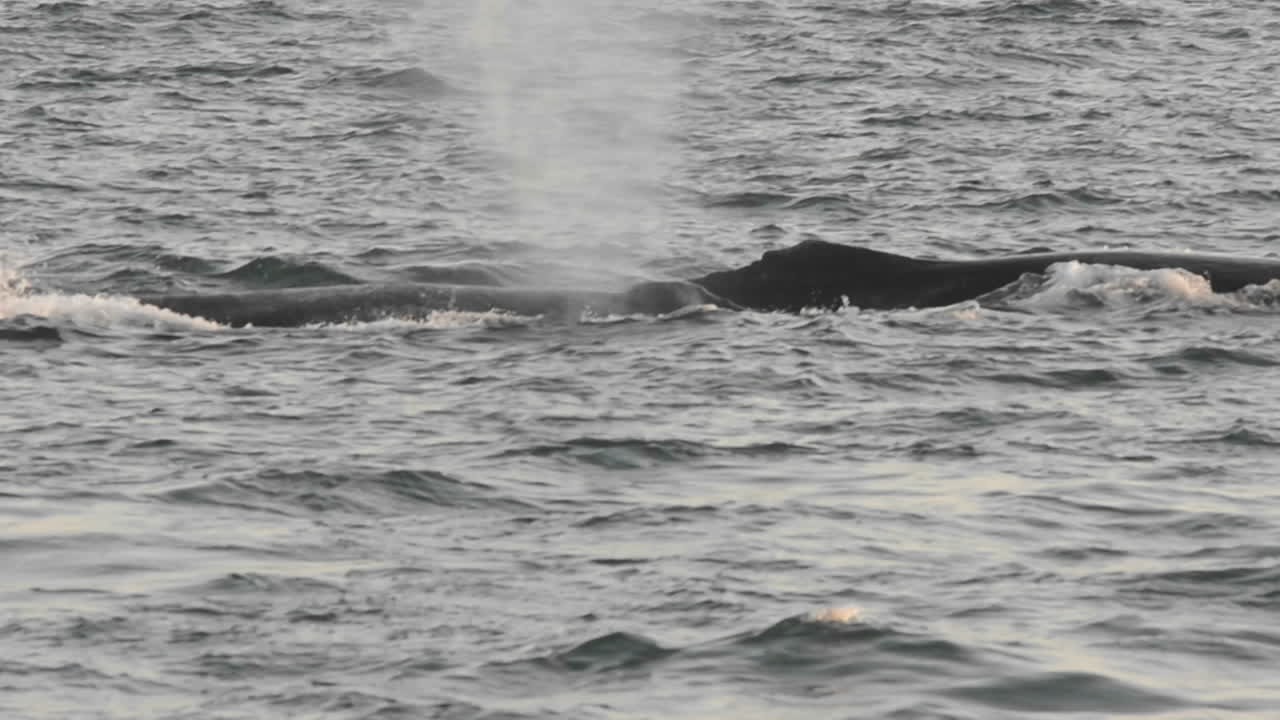 알래스카 남동부 얼음 해협의 아돌푸스 지점에서 먹이를 먹고 있는 혹등고래 그룹 1