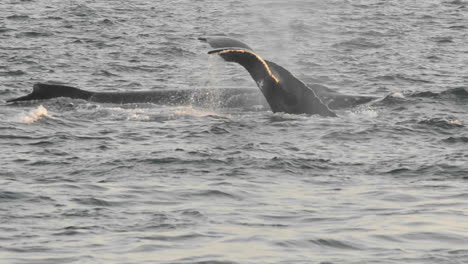 Humpback-whales-group-feeding-at-Point-Adolphus-in-Icy-Strait-in-Southeast-Alaska-1