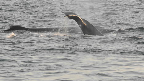 grupo de ballenas jorobadas alimentándose en el punto adolphus en el estrecho helado en el sureste de alaska 1