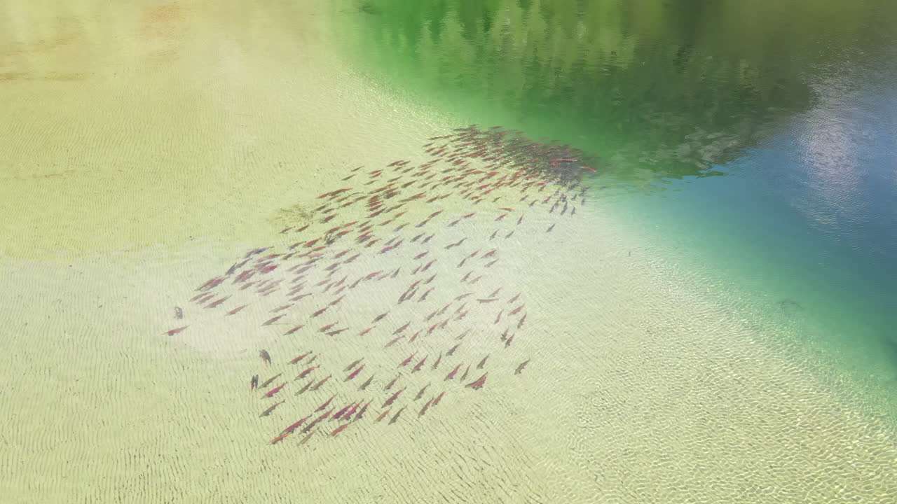 School of adult sockeye in a shallow creek in British Columbia, Canada