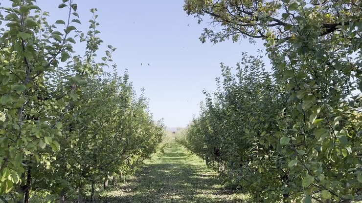 Sentiero sereno in un meleto in una giornata ventosa