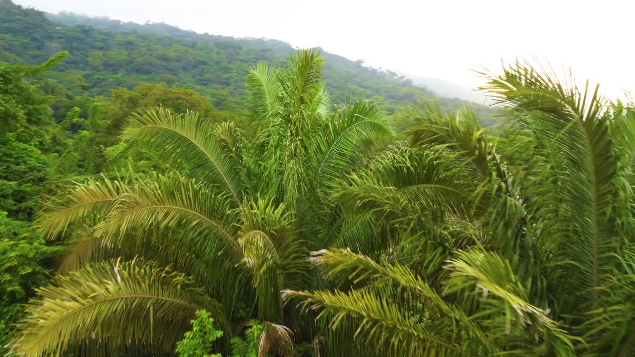 palmeras en el paraíso tropical en el parque nacional tayrona, santa marta, magdalena, colombia