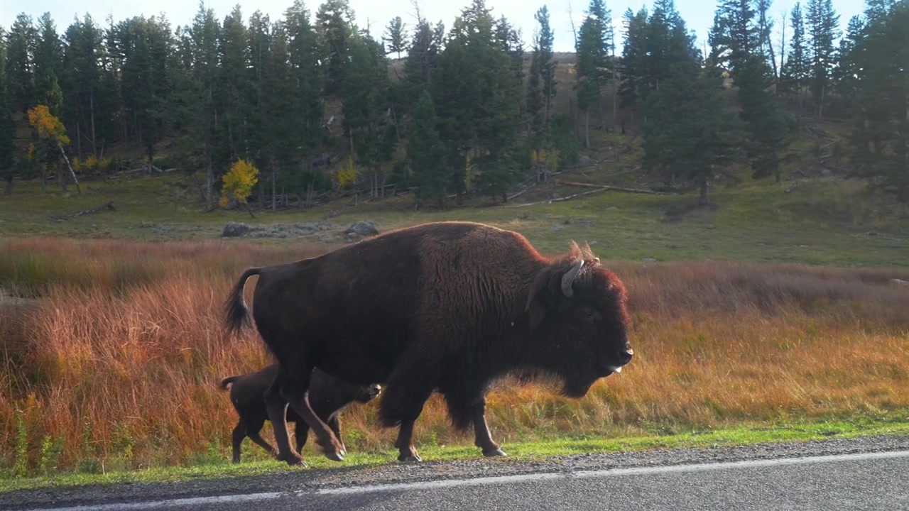 Mandrie di bisonti americani (bufali selvatici e vitelli) attraversano la strada con auto nel Parco Nazionale di Yellowstone, Wyoming. Animali selvatici della "Serengeti d'America" in un paesaggio naturale scenico autunnale di fine pomeriggio, con affluenti