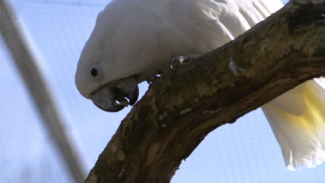 un perroquet mâchant un morceau d'écorce au ralenti