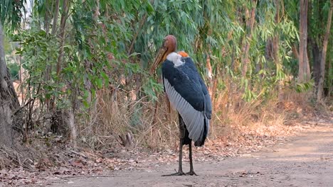un gran pájaro de la familia de las cigüeñas común en el sur de asia y ahora en peligro de extinción debido a la pérdida de hábitat
