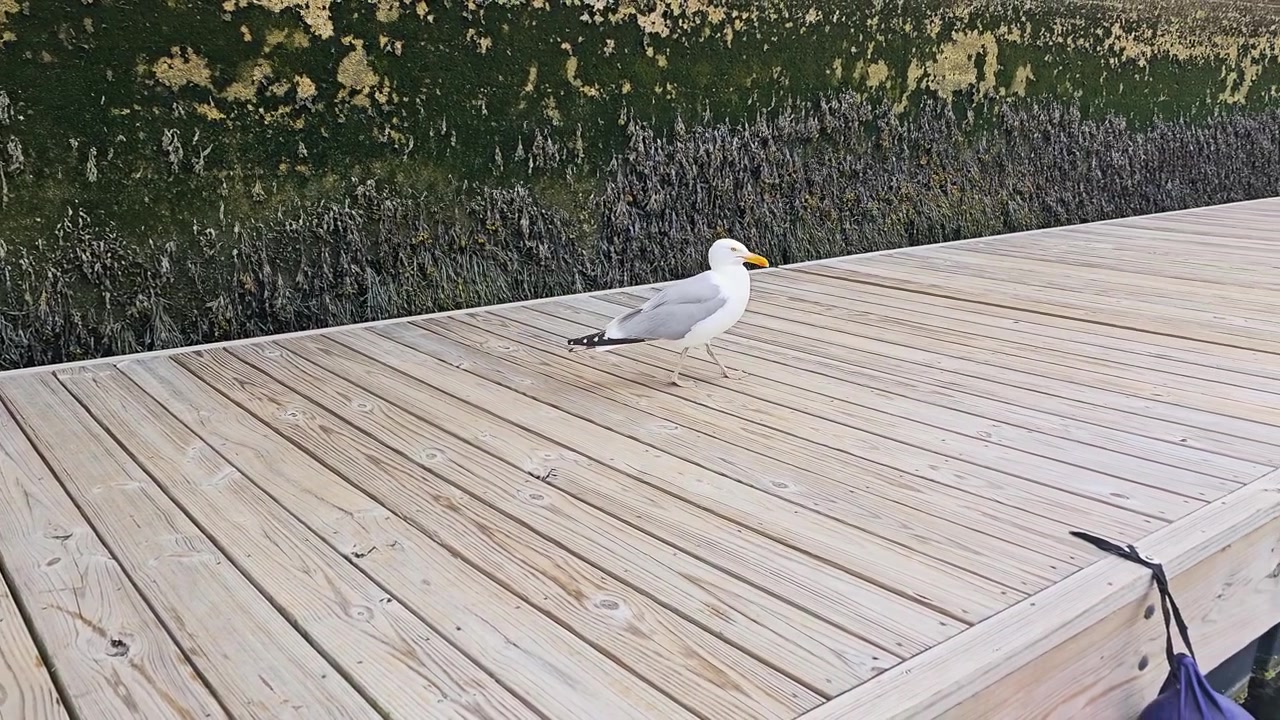 Un gabbiano selvatico esplora un molo di legno lungo la costa, con assi strutturate, un muro del porto coperto di alghe e un ambiente marino calmo per video di uccelli costieri e marine