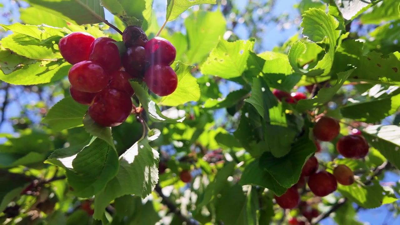 Low angle shot of ripe red cherries on branches with green leaves and sunlight.