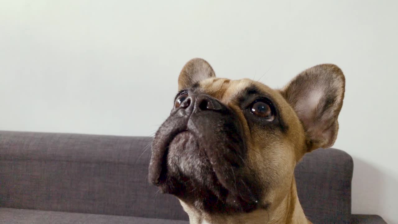 Close-up em câmera lenta do rosto de um buldogue francês, olhando para frente, com olhos e orelhas grandes em um cachorro pequeno.