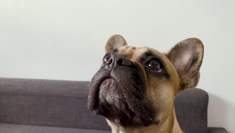 Primer-Plano-De-La-Cara-De-Un-Bulldog-Francés-En-Cámara-Lenta,-Mirando-Hacia-Adelante,-Ojos-Grandes-Y-Orejas-Grandes-En-Un-Perro-Pequeño