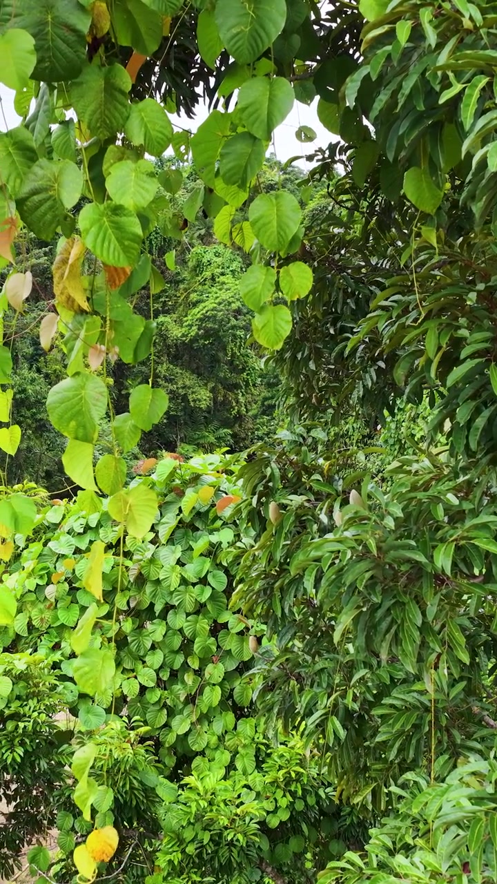 Il drone cattura il fogliame verde vibrante della fitta chioma della foresta pluviale a Port Douglas, Australia, sotto la luce naturale del giorno