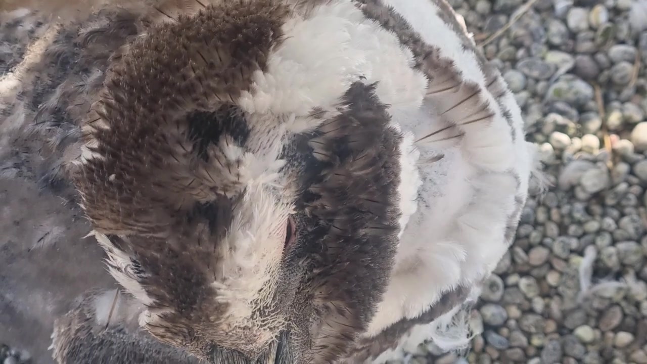 Nahaufnahme eines jungen Magellan-Pinguins (Spheniscus magellanicus), der in Punta Tombo, Argentinien, seine flauschigen braunen Kükenfedern abwirft, während im Küstenwind das schwarz-weiße Erwachsenengefieder zum Vorschein kommt
