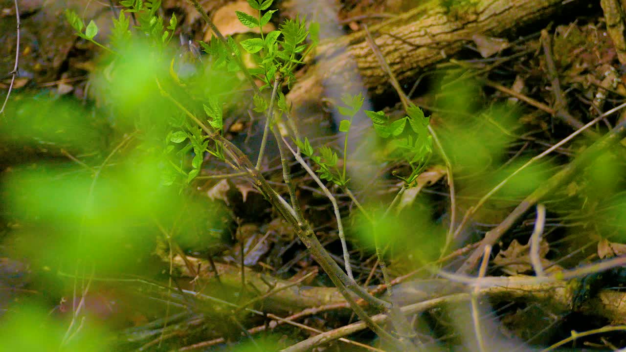 Nuova crescita primaverile sul sottobosco