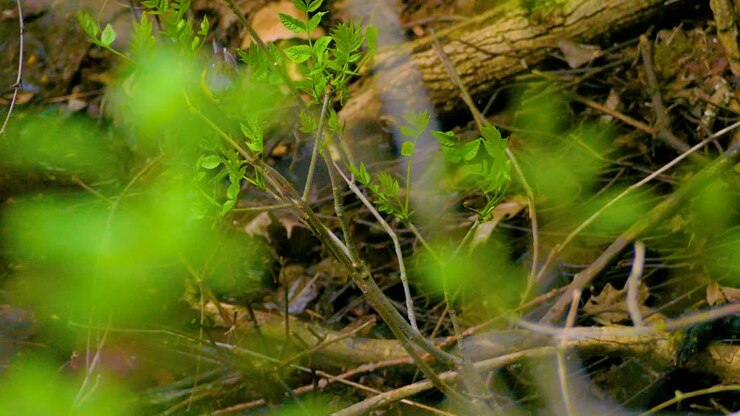 Nuova crescita primaverile sul sottobosco